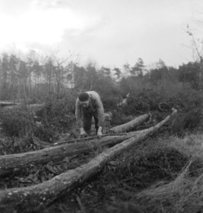 Bosbewerking, gereedschappen, arbeiders, boomstammen, Bestanddeelnr 251-8296