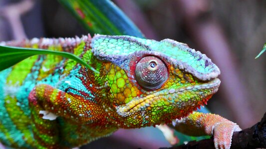 Colorful animal color