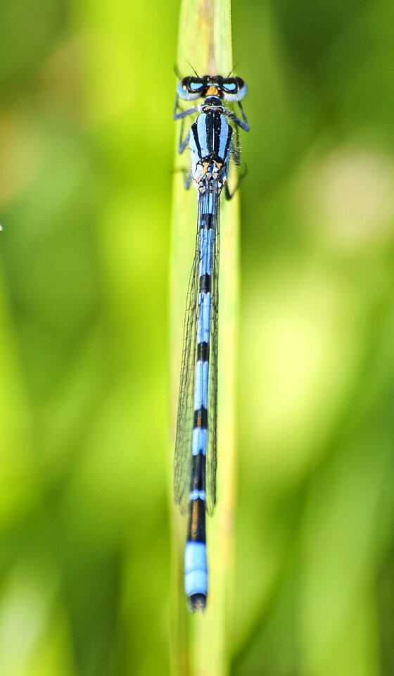 Insect nature animal
