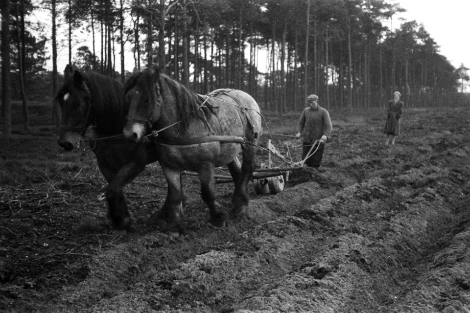 Bosbewerking, bosploegen, arbeiders, paarden, gepas no 3, Bestanddeelnr 170-0987