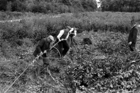 Bosbewerking, arbeiders, kabels, stronken, Bestanddeelnr 170-0764