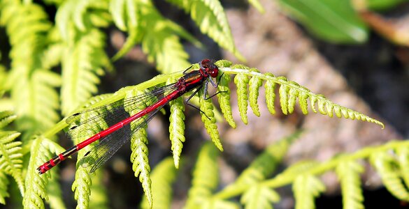 Red dragonfly close up nature photo