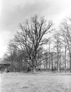 Bomen , eik, Bestanddeelnr 192-0280