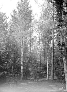 Bomen , oostenrijkse den, Bestanddeelnr 192-0603