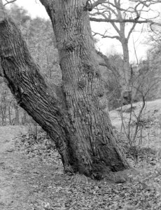Bomen , wodanseik, Bestanddeelnr 192-0278