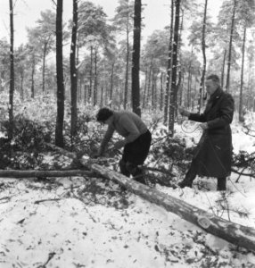 Bosbewerking, arbeiders, werkzaamheden, sneeuw, Bestanddeelnr 251-8362