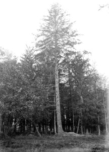 Bomen , picea excelsa, Bestanddeelnr 192-0609