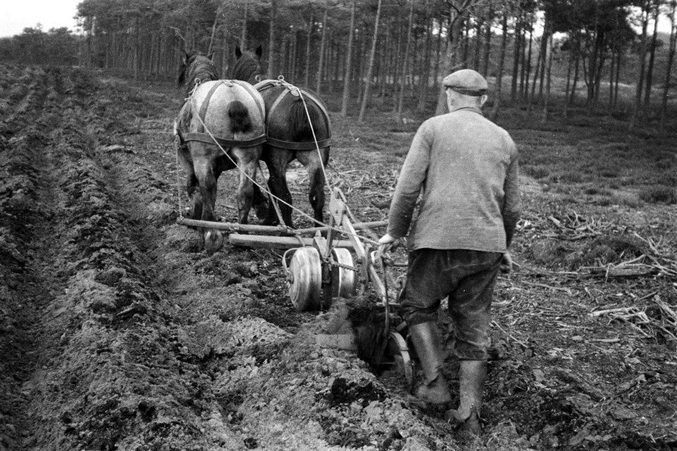 Bosbewerking, bosploegen, arbeiders, paarden, gepas no 3, Bestanddeelnr 170-0988