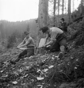 Bosbewerking, arbeiders, gereedschappen, zagen, Bestanddeelnr 251-7593