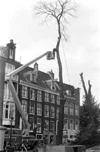 Bomen werden gesnoeid op Reguliersgracht Amsterdam met kraan, Bestanddeelnr 922-8161