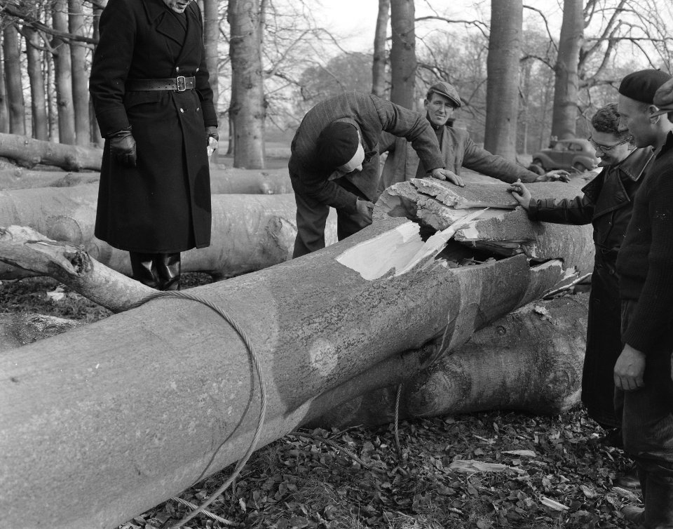 Bomen rooien Middachter Allee, Bestanddeelnr 908-1580