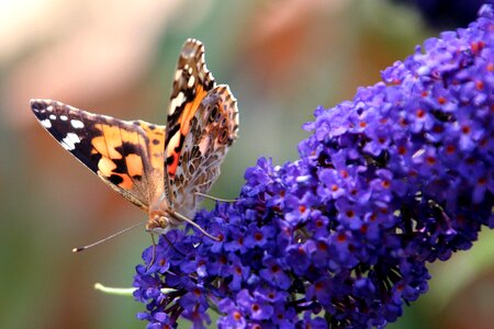 Forage flowers insects photo