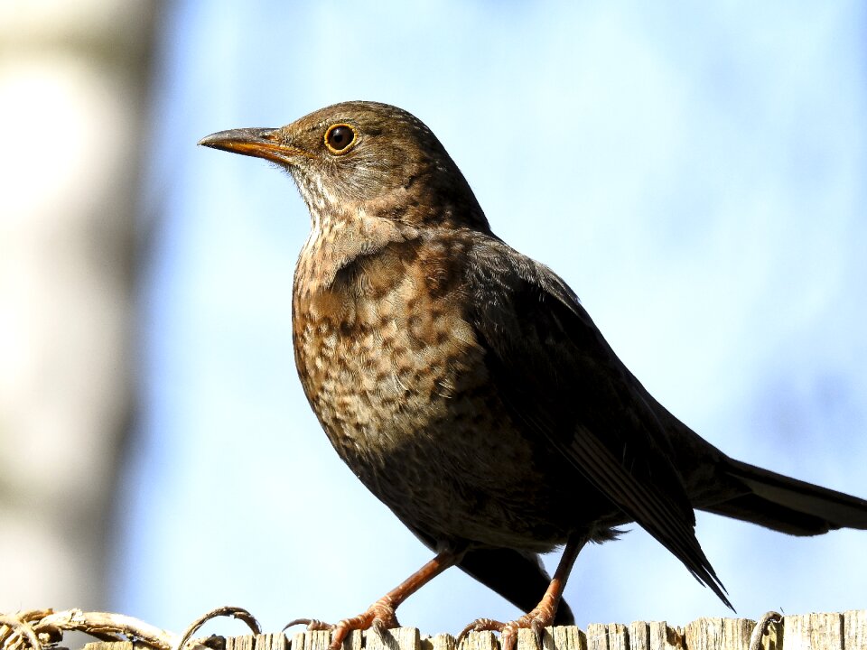 Garden bird nature animal