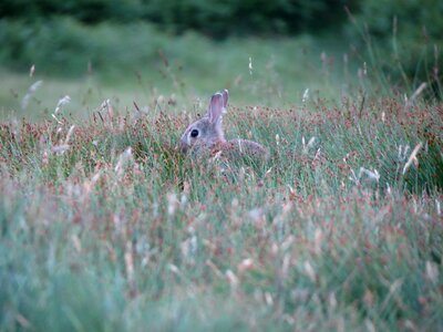 Animal meadow walk