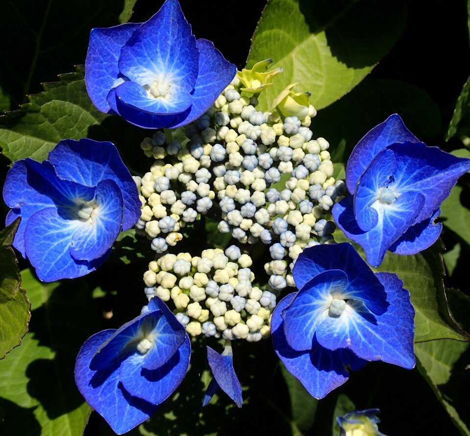 Flower color colorful