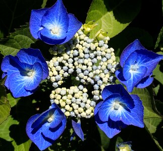 Flower color colorful
