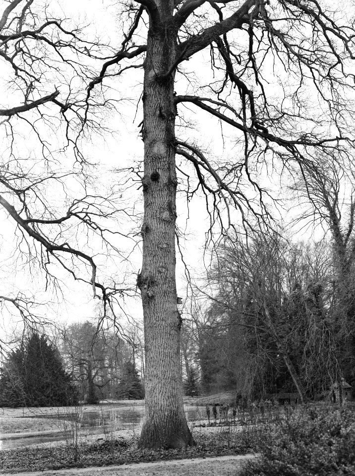 Bomen , Eik, Landgoed de Treek, Bestanddeelnr 192-0249