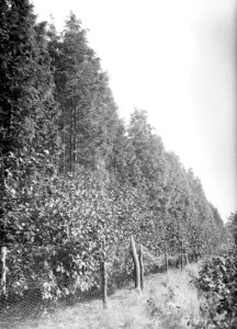 Bomen , cupressus lawsaniana, Bestanddeelnr 192-0613