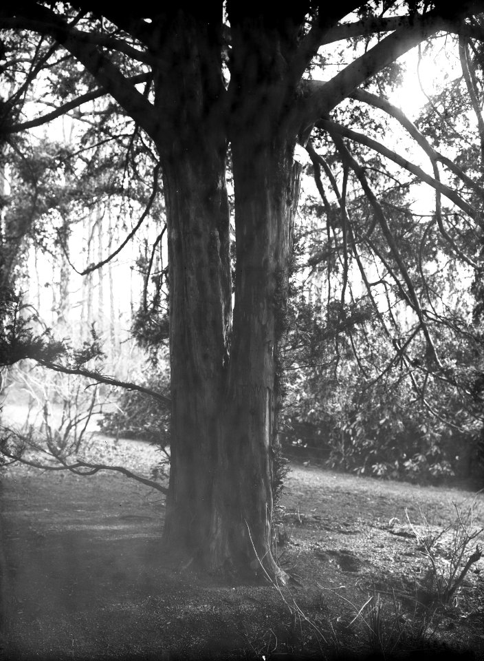 Bomen , taxus baccata, Bestanddeelnr 192-0624