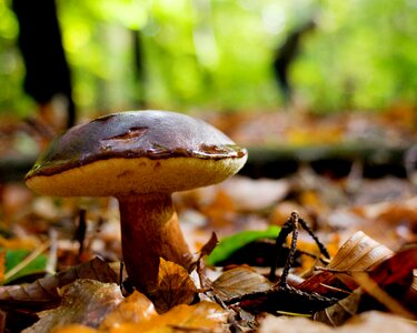 Germany lower saxony nature