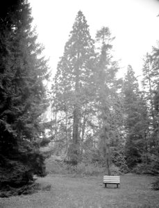 Bomen , sequoia gigantea, Bestanddeelnr 192-0281