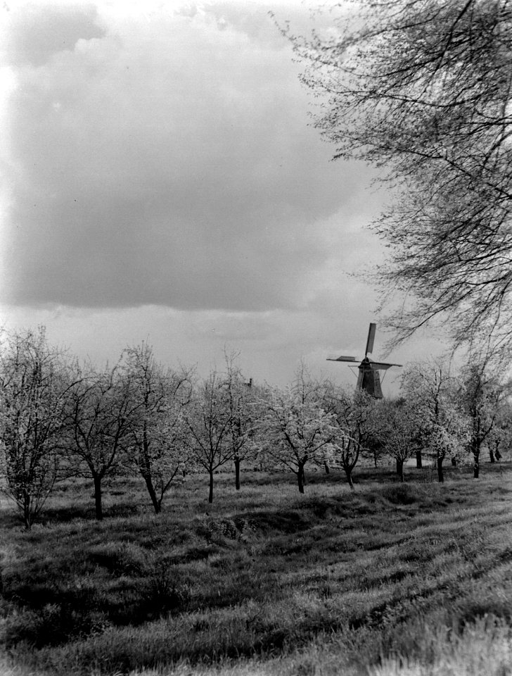 Boomgaard bij Arkel met een molen op de achtergrond, Bestanddeelnr 189-0392