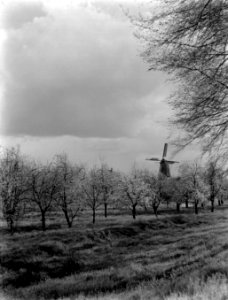Boomgaard bij Arkel met een molen op de achtergrond, Bestanddeelnr 189-0392