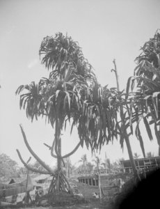 Boom (Dracaena Marginata), Bestanddeelnr 13460