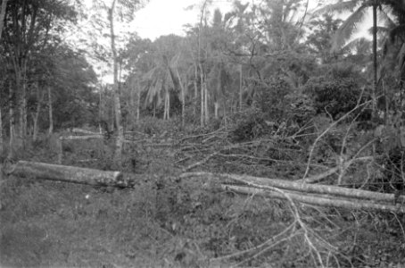 Bomen zijn omgehakt om als versperring te dienen, Bestanddeelnr 456-4-2