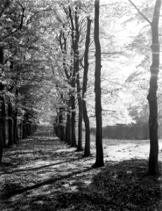 Bomenlaan in de bossen nabij Apeldoorn, Bestanddeelnr 190-1014