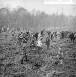 Boomplantdag voor 600 kinderen bij Bilthoven, Bestanddeelnr 913-7248