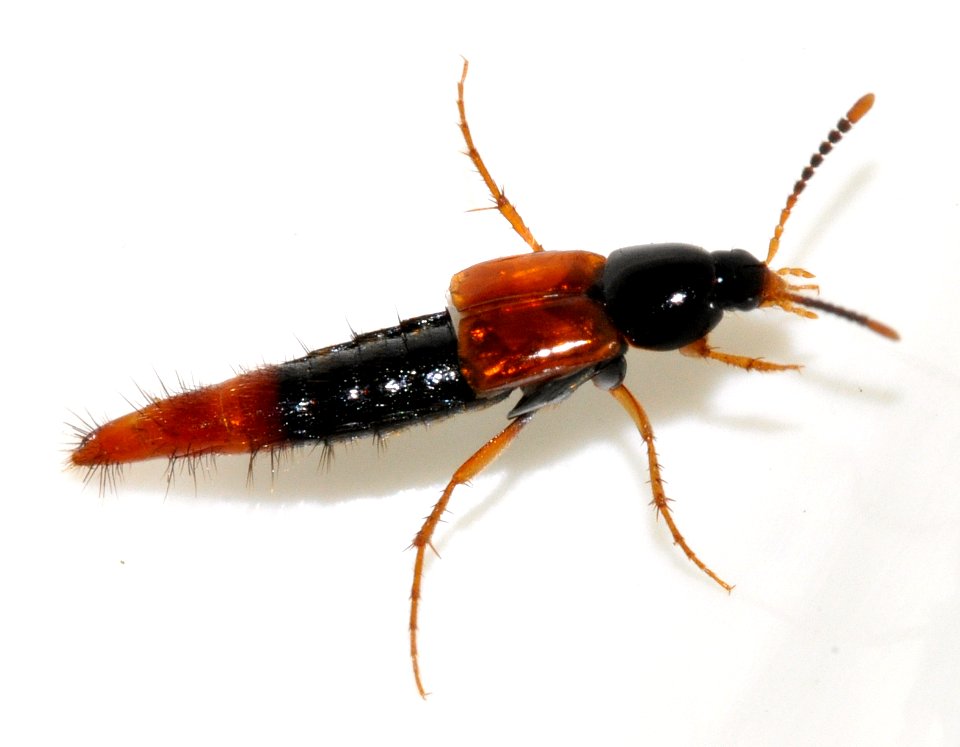 Bolitobius-castaneus-04-fws