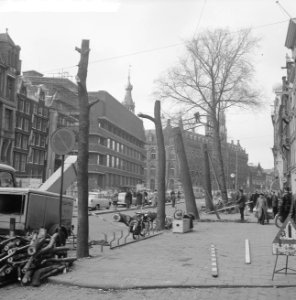 Bomen op de N Z Voorburgwal worden gekapt, Bestanddeelnr 915-2795
