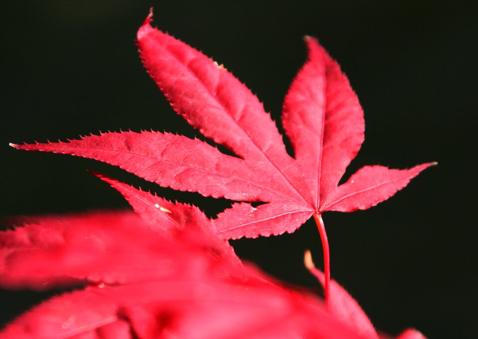 Nature color tree