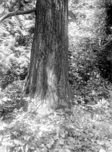 Bomen , sequoia gigantea, Bestanddeelnr 192-0626