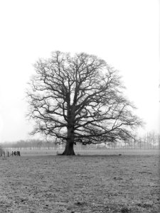 Bomen , Eik, Landgoed de Gelder, Bestanddeelnr 192-0250