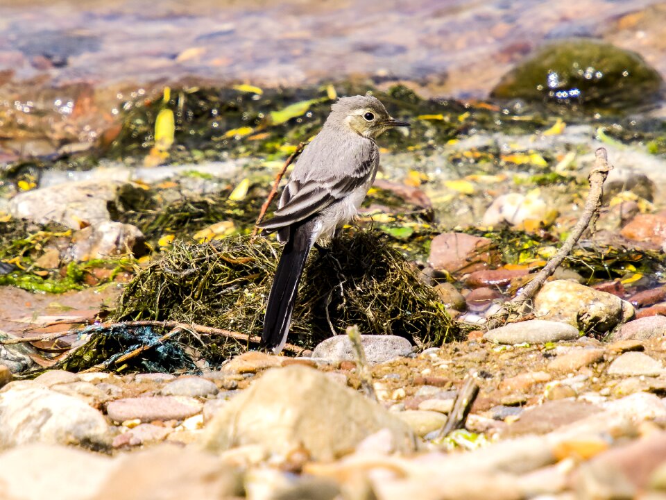 Songbird nature animal