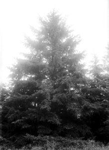 Bomen , pseudo tsuga douglasii, Bestanddeelnr 192-0611