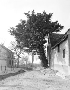 Bomen , taxus, IJzeren, Bestanddeelnr 192-0282