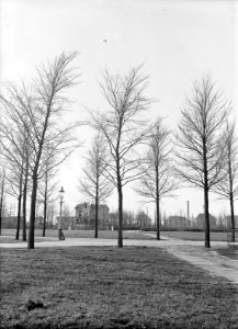 Bomen , iep, ulmus monumentalis, Bestanddeelnr 192-0712