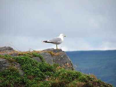 Seagull sea coast