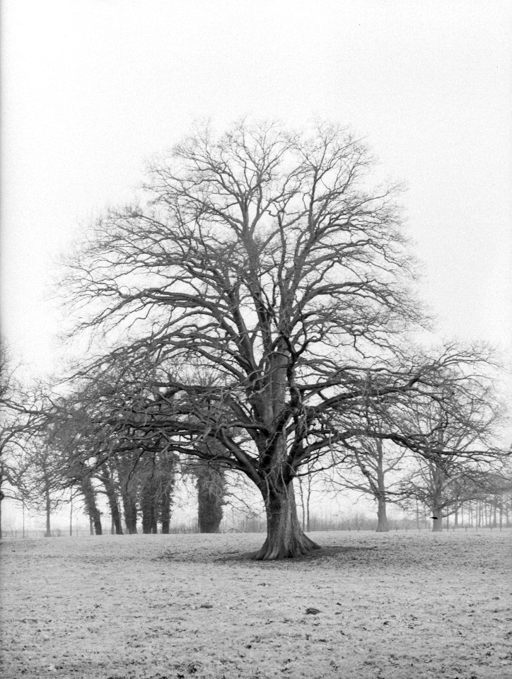 Bomen , eik, Laren, Bestanddeelnr 192-0253