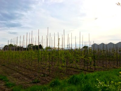 Boomkwekerijen en glastuinbouw in de Over-Betuwe