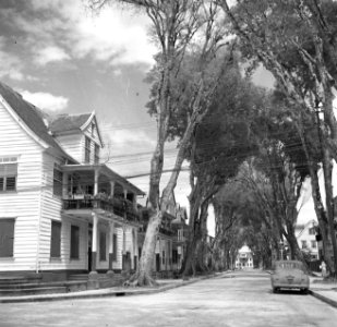 Bomen in de Heerenstraat in Paramaribo, Bestanddeelnr 252-6113