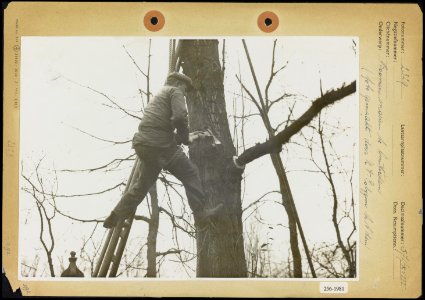 Bomen snoeien te Amsterdam, verzekerd met touwen, Bestanddeelnr 256-1981