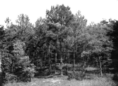 Bomen , zeeden, Bestanddeelnr 192-0602