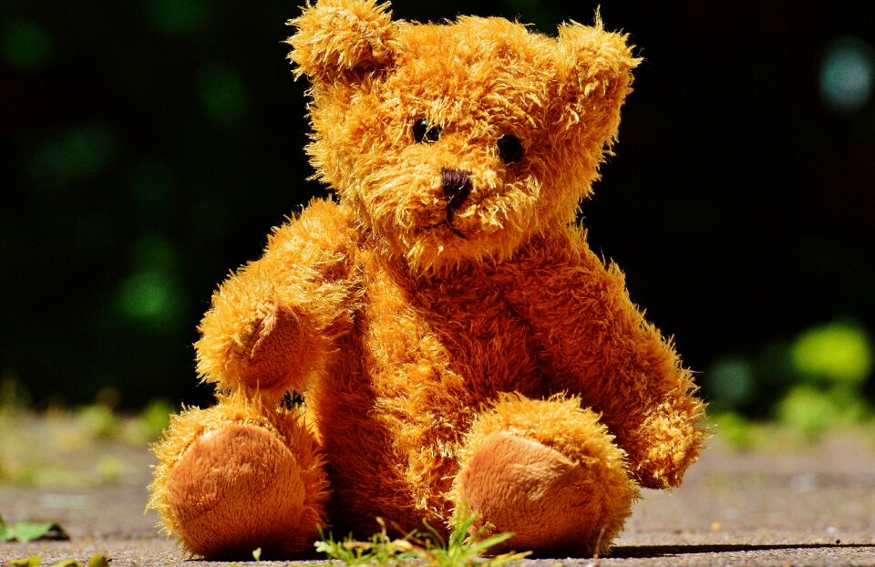 Stuffed animal teddy bear brown bear photo