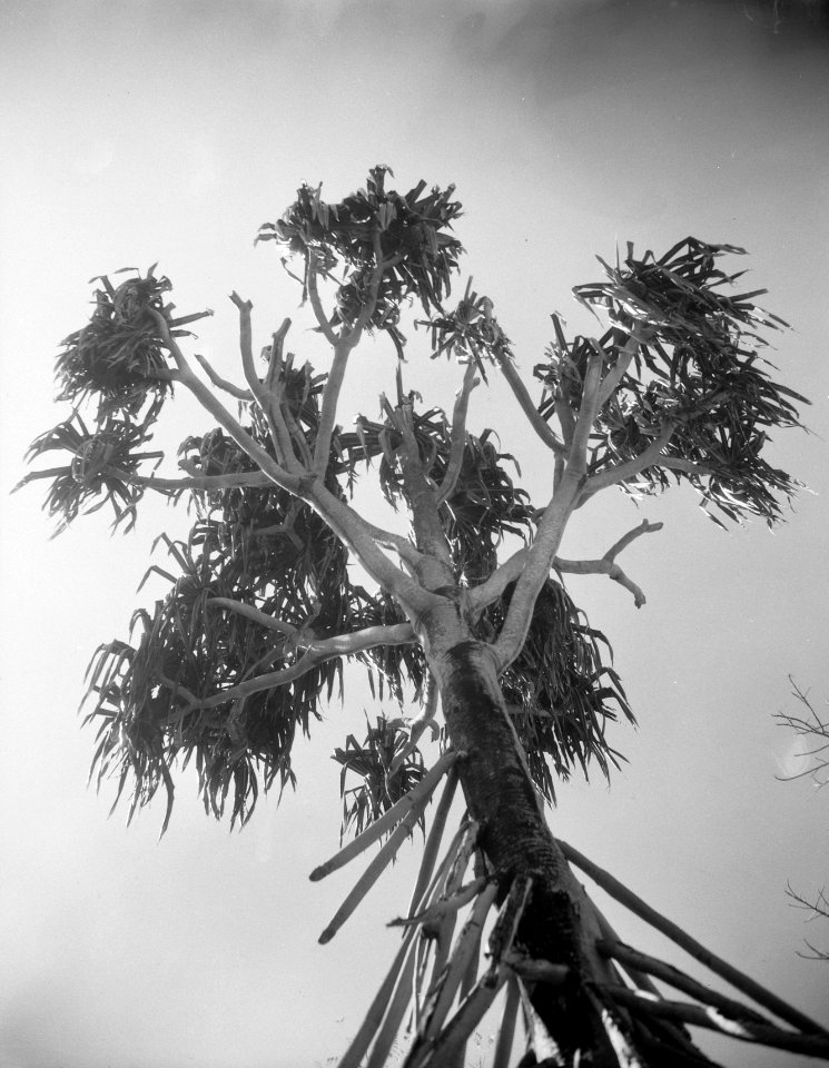 Boom (Dracaena Marginata), Bestanddeelnr 13462