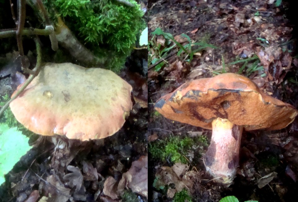 Boletus queletii Podkomorské lesy