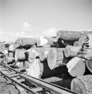 Boomstammen liggen langs een rails, Bestanddeelnr 191-0643